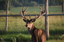 Load image into Gallery viewer, Stag Antler Ring