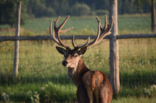 Load image into Gallery viewer, Stag Antler Ring
